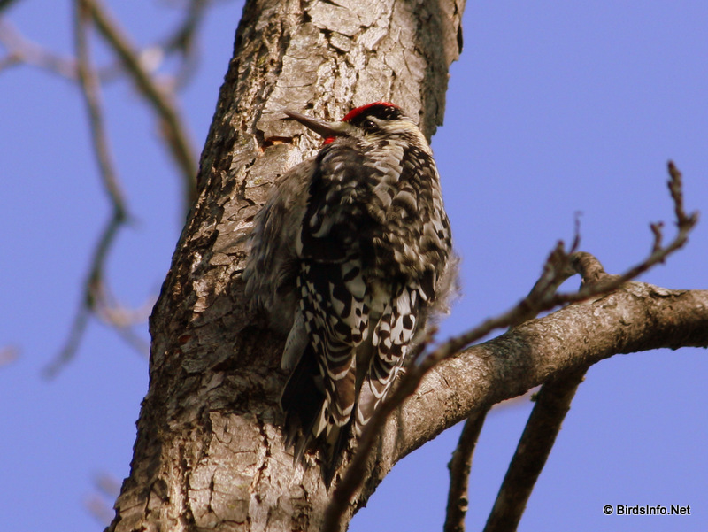 Tree-clinging Birds